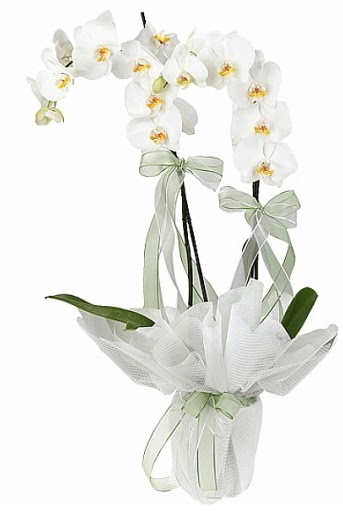 ift Dall Beyaz Orkide  Yozgat anneler gn iek yolla 