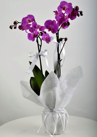 ift dall saksda mor orkide iei  Yozgat iek siparii vermek 