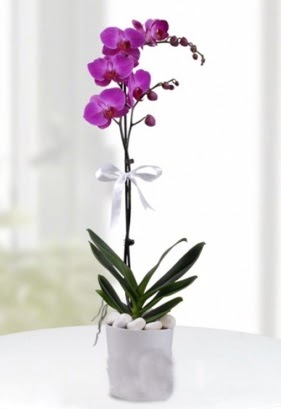 Tek dall saksda mor orkide iei  Yozgat iekiler 