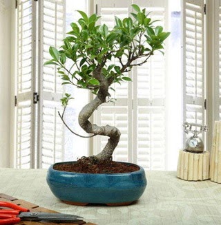 Amazing Bonsai Ficus S thal  Yozgat internetten iek siparii 