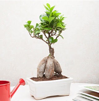 Exotic Ficus Bonsai ginseng  Yozgat iek servisi , ieki adresleri 
