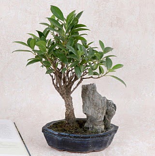 Japon aac Evergreen Ficus Bonsai  Yozgat iek gnderme sitemiz gvenlidir 