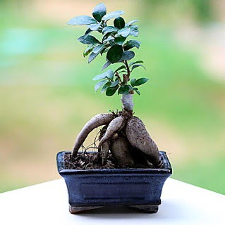Marvellous Ficus Microcarpa ginseng bonsai  Yozgat iek siparii vermek 