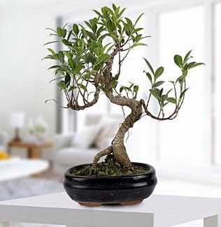 Gorgeous Ficus S shaped japon bonsai  Yozgat yurtii ve yurtd iek siparii 