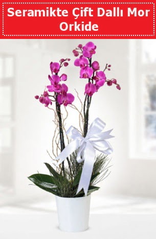 Seramikte Çift Dallı Mor Orkide  Yozgat anneler günü çiçek yolla 