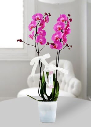 Çift dallı mor orkide  Yozgat çiçekçiler 