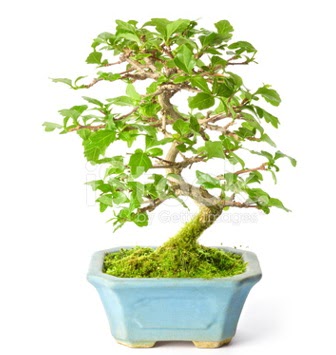S zerkova bonsai ksa sreliine  Yozgat nternetten iek siparii 