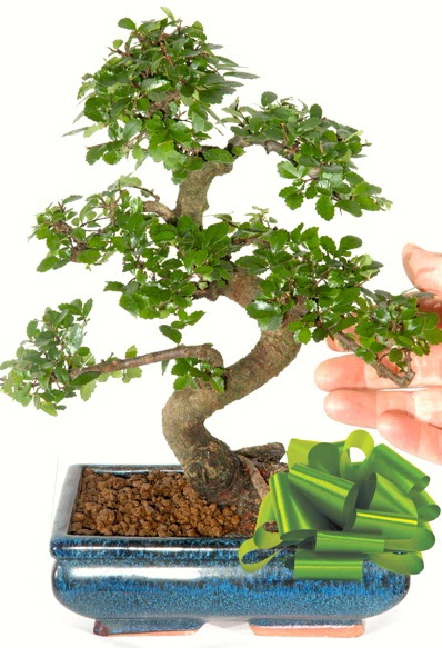 Yaklak 25 cm boyutlarnda S bonsai  Yozgat iek siparii sitesi 