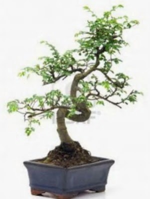 S gvde bonsai minyatr aa japon aac  Yozgat iek sat 