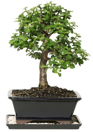 15 cm civar Zerkova bonsai bitkisi  Yozgat iek siparii sitesi 