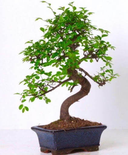 S gvdeli bonsai minyatr aa japon aac  Yozgat iek gnderme sitemiz gvenlidir 