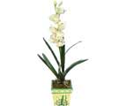Özel Yapay Orkide Beyaz   Yozgat online çiçekçi , çiçek siparişi 