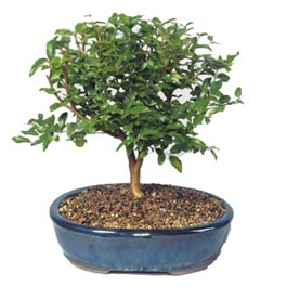  Yozgat ieki maazas  ithal bonsai saksi iegi  Yozgat online ieki , iek siparii 