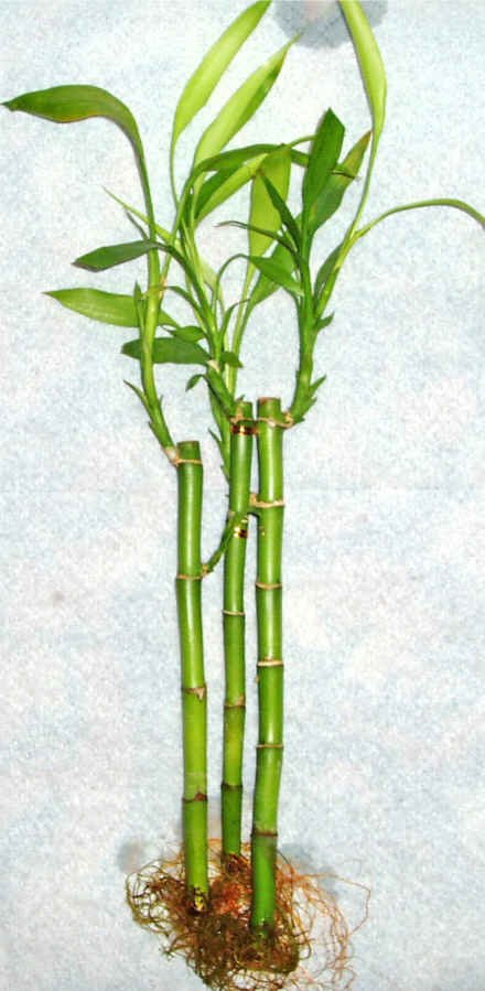 Lucky Bamboo 3 adet vazo hediye edilir   Yozgat cicek , cicekci 