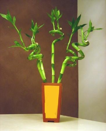Lucky Bamboo 5 adet vazo ierisinde  Yozgat internetten iek sat 