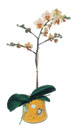  Yozgat online çiçek gönderme sipariş  Phalaenopsis Orkide ithal kalite
