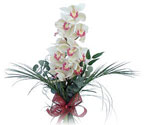  Yozgat çiçek siparişi sitesi  Dal orkide ithal iyi kalite