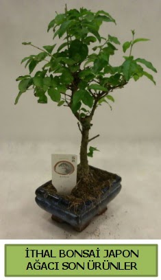 İthal bonsai japon ağacı bitkisi  Yozgat hediye sevgilime hediye çiçek 