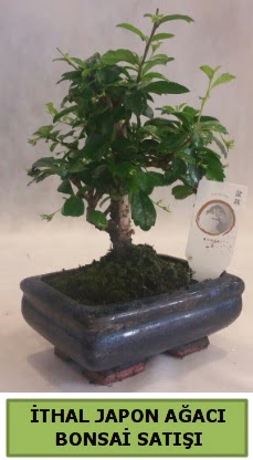 İthal japon ağacı bonsai bitkisi satışı  Yozgat çiçekçi telefonları 