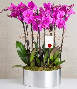 11 dallı mor orkide metal vazoda  Yozgat çiçek gönderme sitemiz güvenlidir 