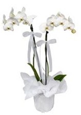 2 dallı beyaz orkide  Yozgat güvenli kaliteli hızlı çiçek 