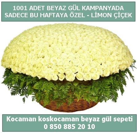 1001 adet beyaz gül sepeti özel kampanyada  Yozgat çiçek gönderme sitemiz güvenlidir 