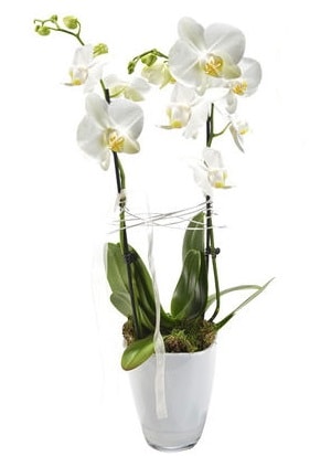 2 dallı beyaz seramik beyaz orkide saksısı  Yozgat çiçek gönderme sitemiz güvenlidir 