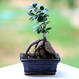 Marvellous Ficus Microcarpa ginseng bonsai  Yozgat çiçek siparişi vermek 