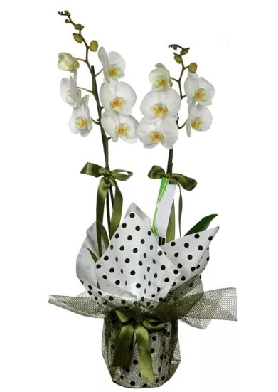 Çift Dallı Beyaz Orkide  Yozgat 14 şubat sevgililer günü çiçek 