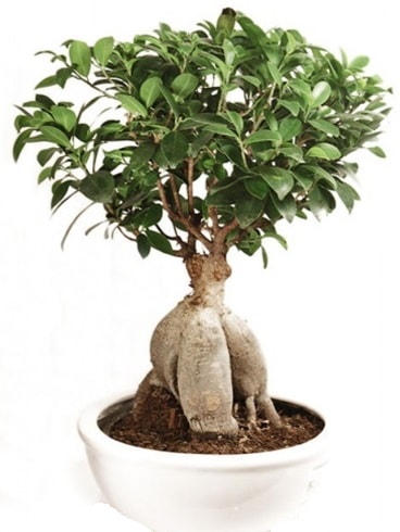 Ginseng bonsai japon ağacı ficus ginseng  Yozgat İnternetten çiçek siparişi 